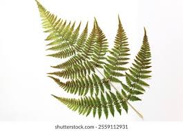 Image result for Thelypteridaceae