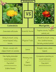 Calendula Vs Marigolds The Differences Calendula Marigold Companion Planting