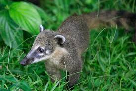 The South American Coati Or Ring Tailed Coati Nasua Nasua Is A Species Of Coati From Tropical And Su Diurnal Animals Endangered Animals Pet Birds