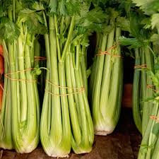 Image result for Apium graveolens