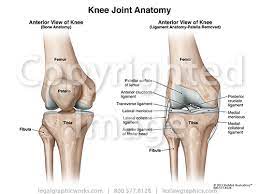 Anterior View Of Knee Joint Two Views Legal Graphicworks