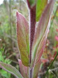 Image result for Eriosema parviflorum