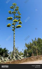 Maybe you would like to learn more about one of these? Aloe Vera Blooming Image Photo Free Trial Bigstock