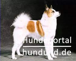 Günstige hundekrankenversicherung / krankenversicherung für hunde. Norrbottenspitz Norrbottenspets Pohjanpystykorvat Foto 24900 Hundund De