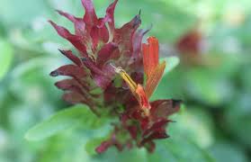 Image result for Nelsonia canescens