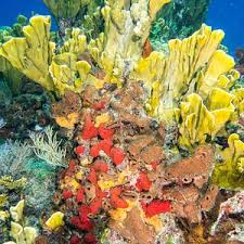 John Pennekamp Coral Reef State Park (2025)