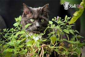 Kedi Nanesi Nedir Ne Ise Yarar Kedi Blog