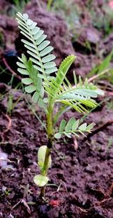 Image result for Sesbania pachycarpa