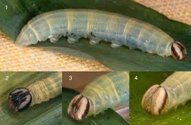 Image result for Panicum trichocladum