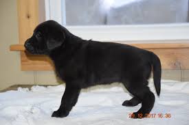 Maybe you would like to learn more about one of these? Akc Registered Black Labrador Retriever Puppy For Sale Female Bonnie S Ac Puppies Llc