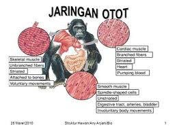 Otot pada manusia terbagi 3, oto rangka, otot polos dan otot jantung, selahkan menonton otot adalah sebuah jaringan dalam tubuh manusia dan hewan yang berfungsi sebagai alat gerak aktif berdasarkan jenisnya, jaringan otot dibagi menjadi jaringan otot lurik (rangka), jaringan otot polos. Jaringan Otot Ppt Download