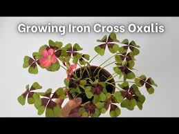 Image result for Oxalis tetraphylla