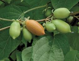 Image result for Actinidia
