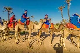 I was happy to see that the camels were very well taken care of. Spacetraveller Activity Sunset Camel Ride Tour In