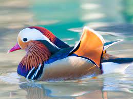 You can find more information and more pictures of mandarins on our mandarin page. 8 Colorful Facts About Mandarin Ducks
