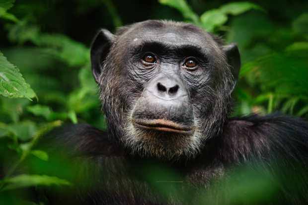 Mountain gorilla in the Virunga forests of Rwanda