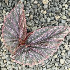 Image result for Begonia eminii