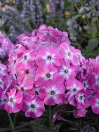 Phlox paniculata Laura