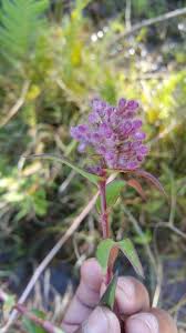 Image result for Floscopa glomerata