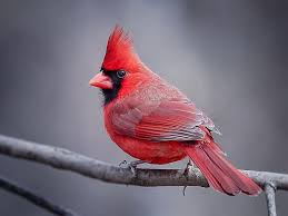 Gray Birds That Look Like Cardinals Red Gray Northern Cardinal Northern Cardinal Bird Photo Backyard Birds
