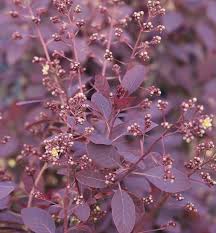 Emerging bright wine red in spring, the leaves mature to dark red in summer, before turning glowing shades of red, orange, and gold in fall. Peruckenstrauch Royal Purple 100 125cm Cotinus Coggygria Kaufen Bei Nr 01 De