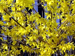 Forsythia Plant For Sale Choose Your Forsythia Shrubs Now