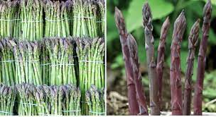 Growing Asparagus Hydroponically A Full Guide Gardening Tips