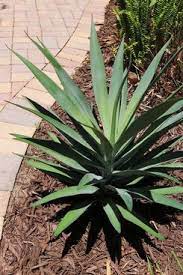 Plus, in areas with high deer populations and damaging insect species, they will stand tall and beautiful, despite natural predators. 33 Best Artificial Plants 2021 The Strategist