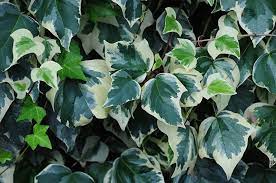 As an alternative to ivy, consider establishing several trellises for clematis. 9 Different Types Of Ivy Pictures Facts Trees Com