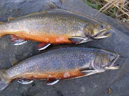 Big rivers to coastal coves, the rainbow trout is now stocked for recreational purposes all around. Fishing For Brook Trout In Maine Maine Guides Online