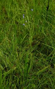 Image result for Aristea angolensis