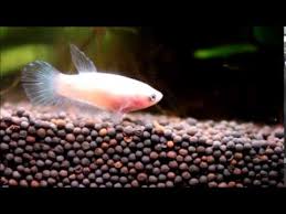 Albinism is an genetic disorder characterized by a lack of. Albino Betta From Turkey Youtube