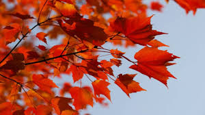 Dapatkan kreatif dan tunjukkan kebanggaan anda di kanada dengan pakaian merah dan putih ini! 4 Lambang Cinta Dalam Dunia Tumbuhan Kerja Usaha