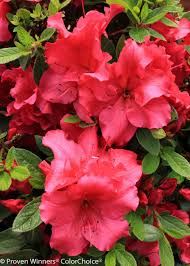 Bloom A Thon Red Reblooming Azalea Rhododendron X Azalea Shrub Azaleas Red Plants