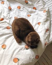 Pinterest Seoyeonahn1 Cute Animals Animals Cats