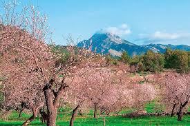 Bei milden temperaturen um 15 grad öffnen sich ab ende januar die knospen der mandelbäume und ganze landstriche auf der baleareninsel erstrahlen in einem leuchtenden pink, weiß und rosé. Mandelblute Mallorca Beste Reisezeit