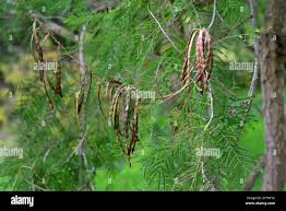 Image result for Acacia davyi