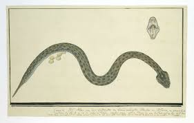 Bitis Atropos Berg Adder Robert Jacob Gordon 1777 1786 Gordon