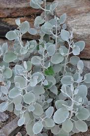 Kalanchoe Bracteata Silver Plant Foliage Plants Plants