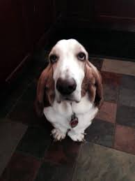 Browse thru basset hound puppies for sale near onsted, michigan, usa area listings on puppyfinder.com to find your perfect puppy. Basset Hound Rescue Of Michigan