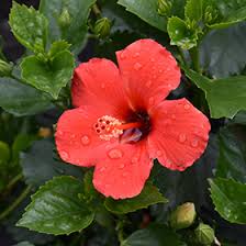 Image result for Hibiscus fuscus