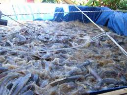 Title Dengan Gambar Peternakan Kolam Kolam Ikan