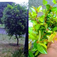 Image result for Orthanthera