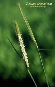 Image result for Ctenium