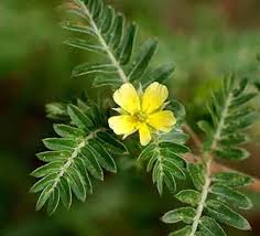 Image result for Tribulus terrestris