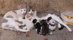 Spay/neuter services are available for cats and kittens that are at least 3 pounds and 3 months of age. Trap Neuter Return Ucan