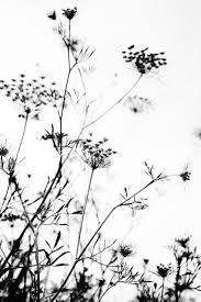 We have listed stunning examples of black and white photography taken by famous photographers across the world. Pin On Inspiration Nature
