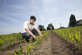 The important trap crops commonly used in pest management included, bhendi/okra in cotton to trap bollworms at the ratio of 1:10 and marigold at the boarder of the field. Crop Protection Plant Bugs Maizeinfrance