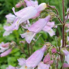 Image result for Floscopa glomerata