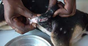 Immagini scioccanti: la mosca tumbu mangia dall'interno questa cagnolina.